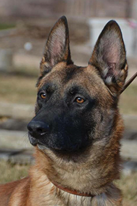 Photo of K9 Duke