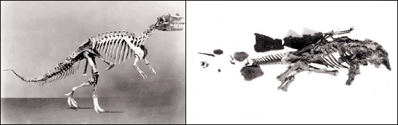 Ceratosaurus and Stegosaurus fossil bones from the years between 1883 and 1888.