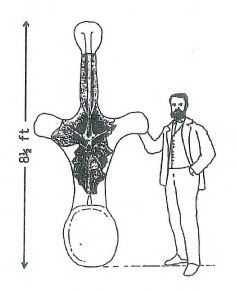 Cartoon picture of Mr. Cope with Amphicoelias vertebra.