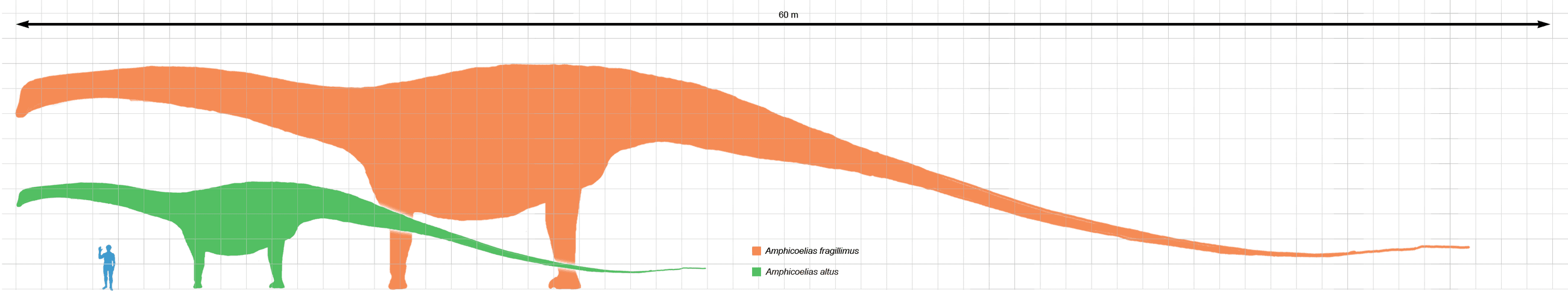 Graphic of a scale of Amphicoelias size comparison with that of average person.