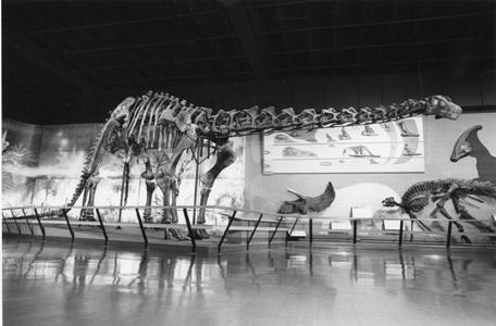 Black and white image of \"Happy\" the Haplocanthosaurus on display at the Cleveland Museum circ