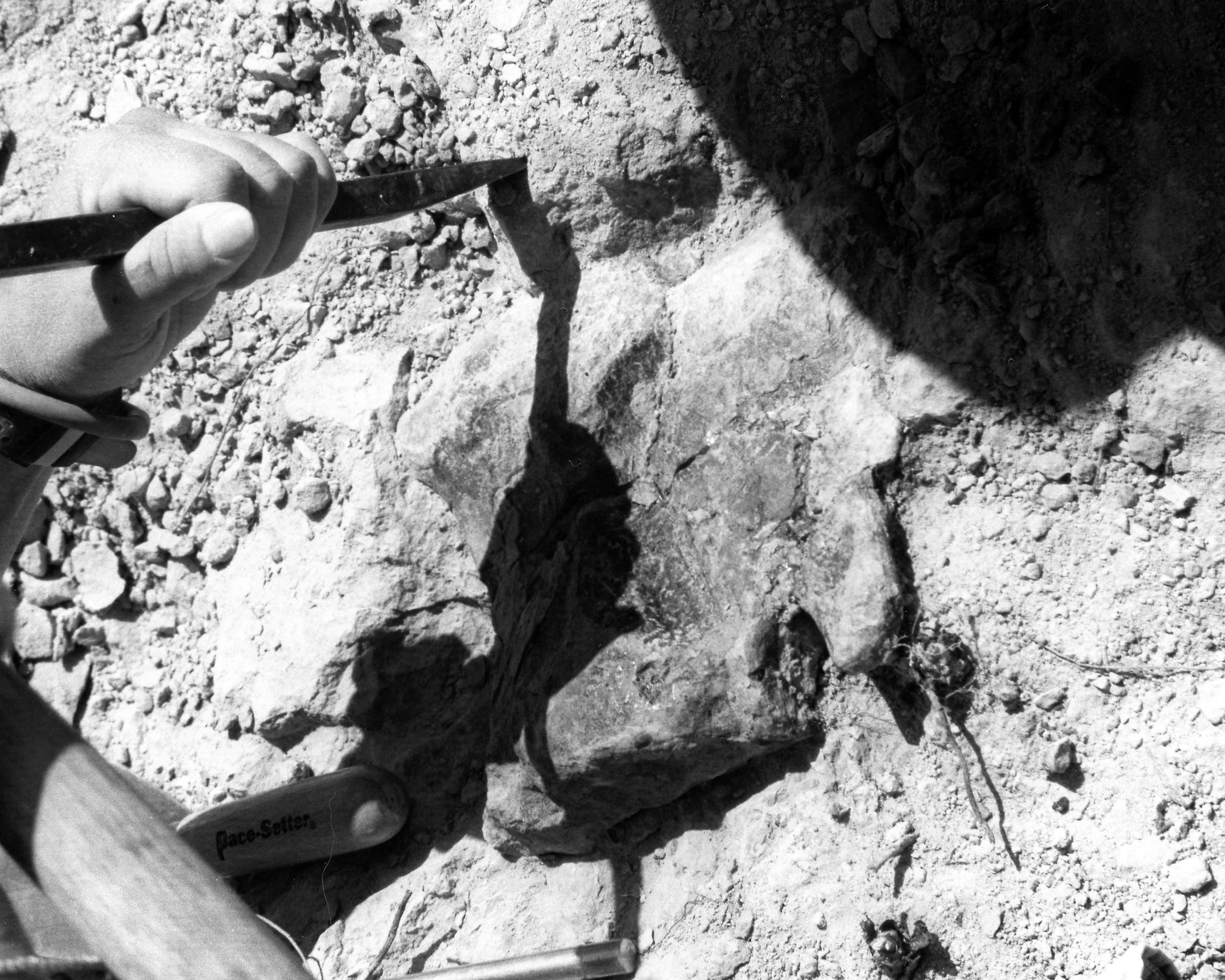 Black and whit image of a volunteer with hammer and chisel digging in ground. Circa 1992.