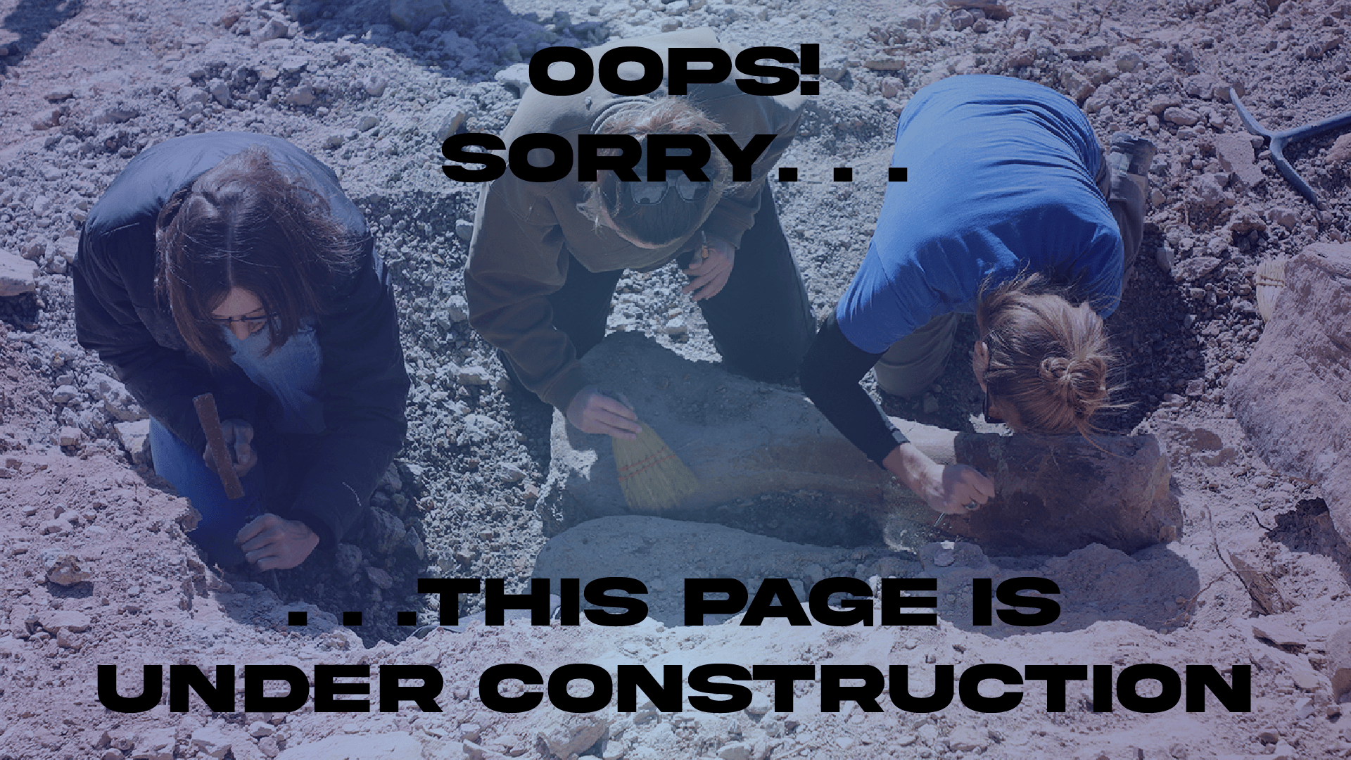 Image of paleontologists digging up a dinosaur bone fossil. Photo circa 2022.